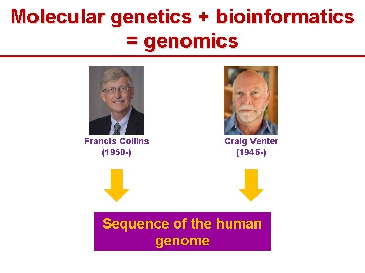 Molecular genetics + bioinformatics = genomics Francis Collins (1950 -) Craig Venter (1946 -)