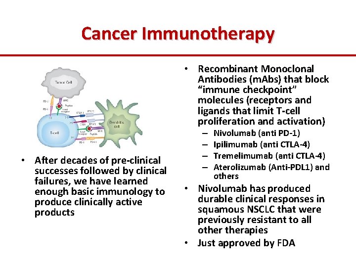 Cancer Immunotherapy • Recombinant Monoclonal Antibodies (m. Abs) that block “immune checkpoint” molecules (receptors