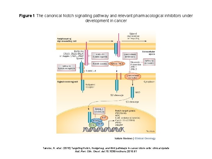 Figure 1 The canonical Notch signalling pathway and relevant pharmacological inhibitors under development in