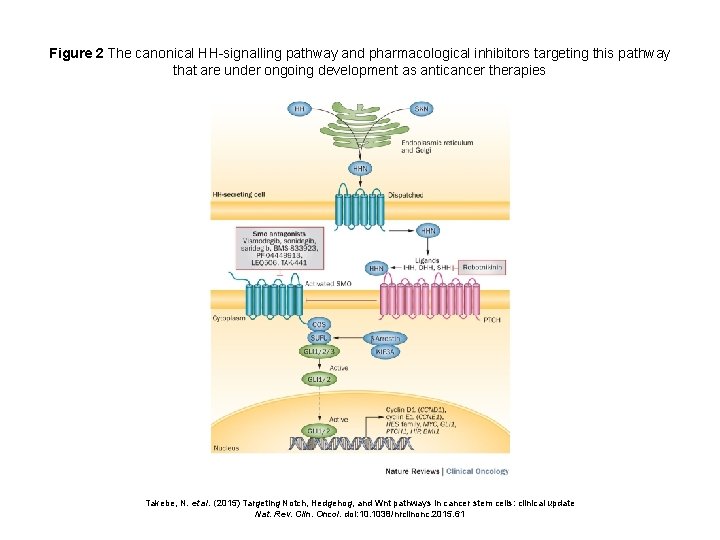 Figure 2 The canonical HH-signalling pathway and pharmacological inhibitors targeting this pathway that are