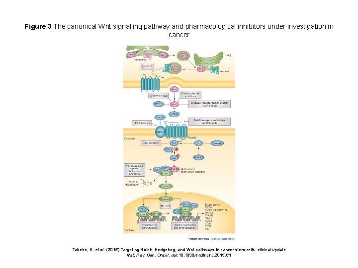 Figure 3 The canonical Wnt signalling pathway and pharmacological inhibitors under investigation in cancer