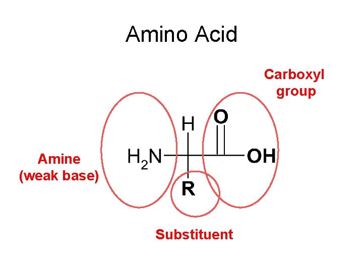 Amino Acid Carboxyl group Amine (weak base) Substituent 