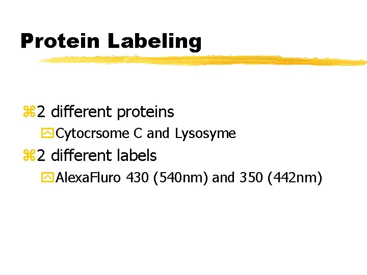 Protein Labeling z 2 different proteins y. Cytocrsome C and Lysosyme z 2 different