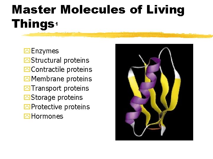 Master Molecules of Living Things 1 y. Enzymes y. Structural proteins y. Contractile proteins