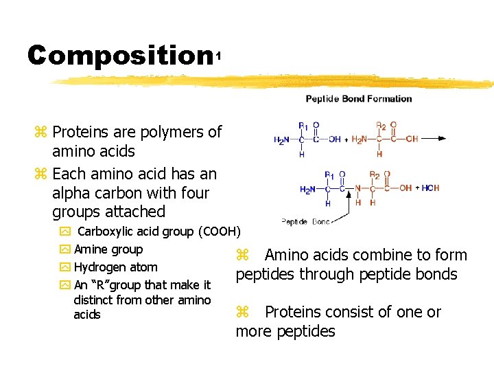 Composition 1 z Proteins are polymers of amino acids z Each amino acid has