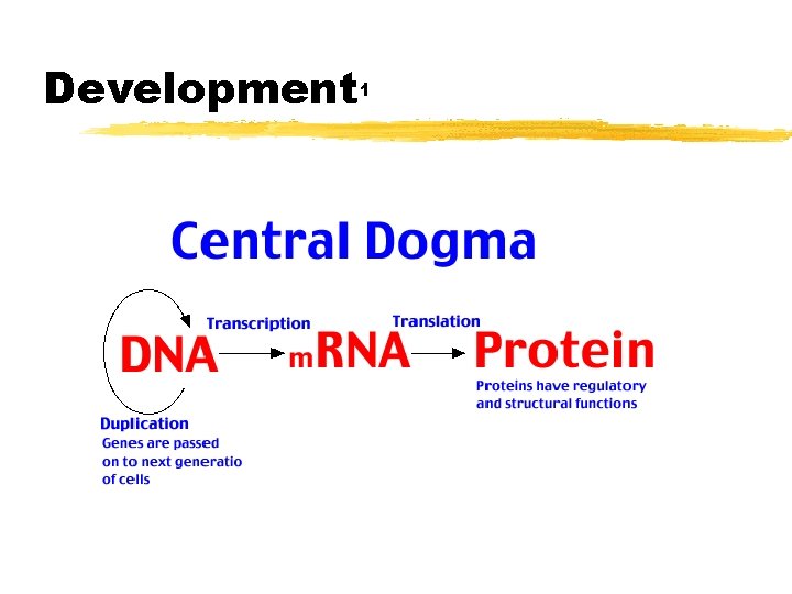 Development 1 