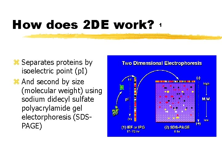 How does 2 DE work? z Separates proteins by isoelectric point (p. I) z