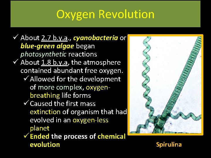Oxygen Revolution ü About 2. 7 b. y. a. , cyanobacteria or blue-green algae