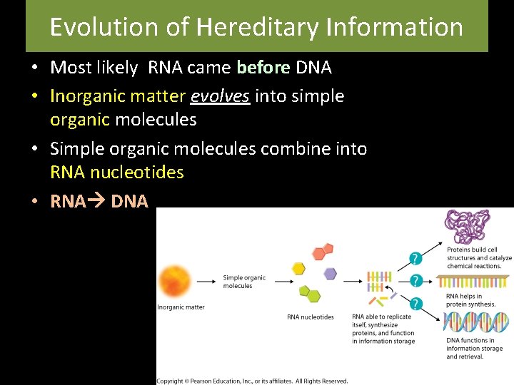 Evolution of Hereditary Information • Most likely RNA came before DNA • Inorganic matter