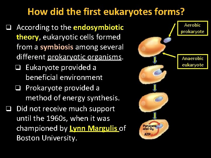 How did the first eukaryotes forms? According to the endosymbiotic theory, eukaryotic cells formed