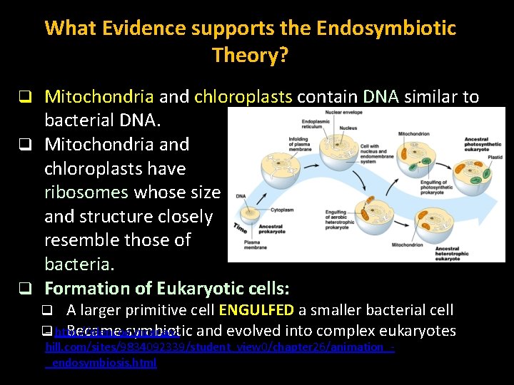 What Evidence supports the Endosymbiotic Theory? Mitochondria and chloroplasts contain DNA similar to bacterial