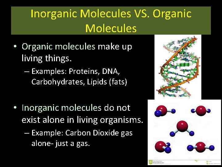 Inorganic Molecules VS. Organic Molecules • Organic molecules make up living things. – Examples:
