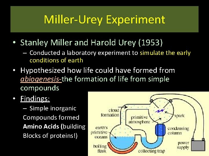 Miller-Urey Experiment • Stanley Miller and Harold Urey (1953) – Conducted a laboratory experiment