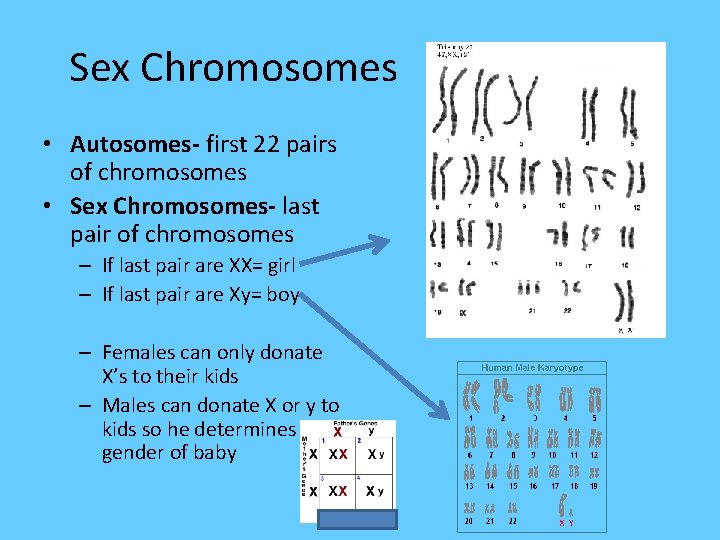 Sex Chromosomes • Autosomes- first 22 pairs of chromosomes • Sex Chromosomes- last pair