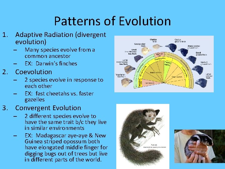 Patterns of Evolution 1. Adaptive Radiation (divergent evolution) – – Many species evolve from