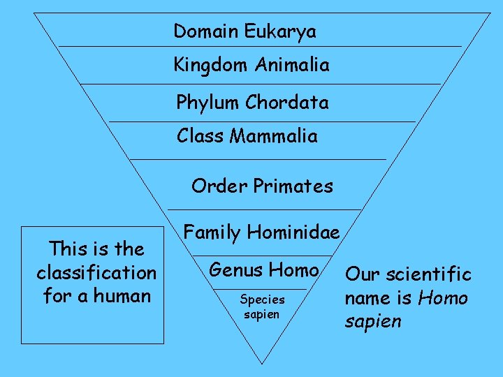 Domain Eukarya Kingdom Animalia Phylum Chordata Class Mammalia Order Primates This is the classification