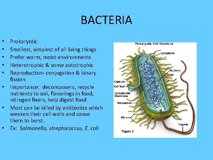 BACTERIA Prokaryotic Smallest, simplest of all living things Prefer warm, moist environments Heterotrophic &