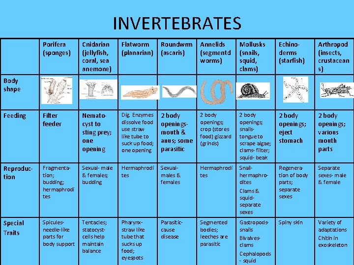 INVERTEBRATES Porifera (sponges) Cnidarian (jellyfish, coral, sea anemone) Flatworm (planarian) Roundwrm (ascaris) Annelids (segmentd