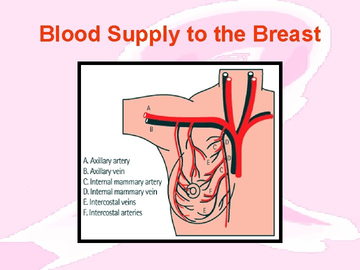 Blood Supply to the Breast 