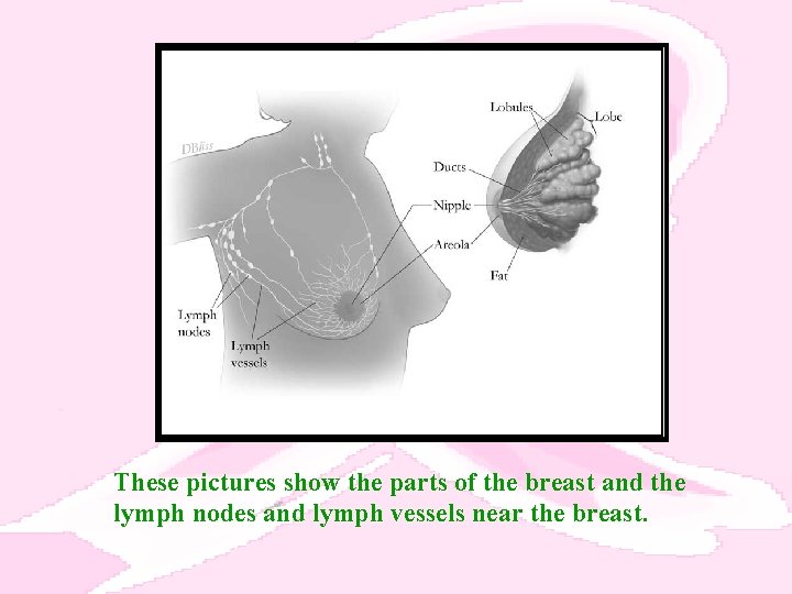 These pictures show the parts of the breast and the lymph nodes and lymph