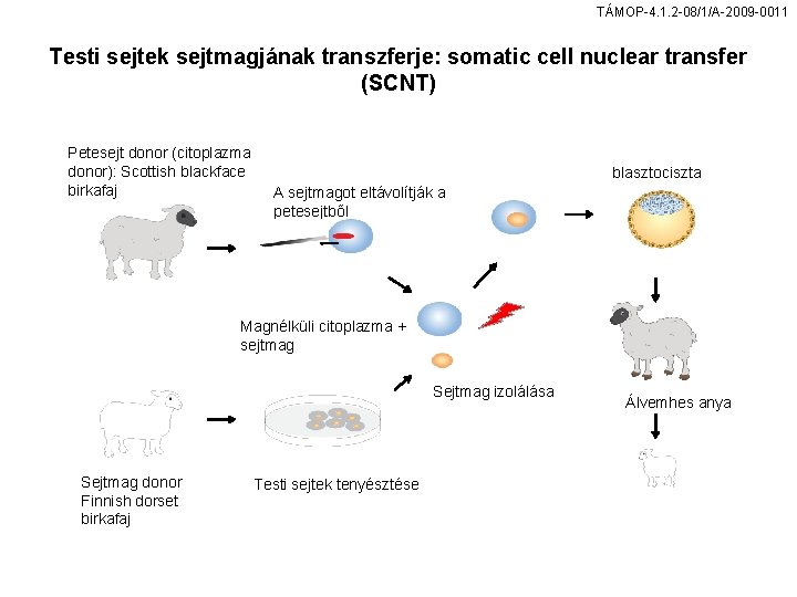 TÁMOP-4. 1. 2 -08/1/A-2009 -0011 Testi sejtek sejtmagjának transzferje: somatic cell nuclear transfer (SCNT)