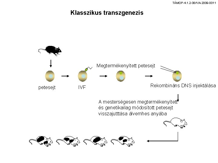 TÁMOP-4. 1. 2 -08/1/A-2009 -0011 Klasszikus transzgenezis Megtermékenyített petesejt IVF Rekombináns DNS injektálása A