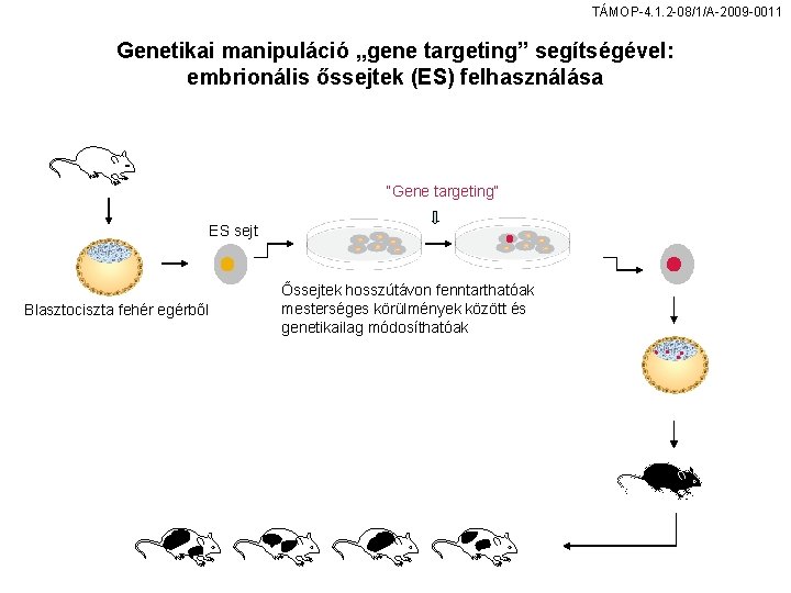 TÁMOP-4. 1. 2 -08/1/A-2009 -0011 Genetikai manipuláció „gene targeting” segítségével: embrionális őssejtek (ES) felhasználása