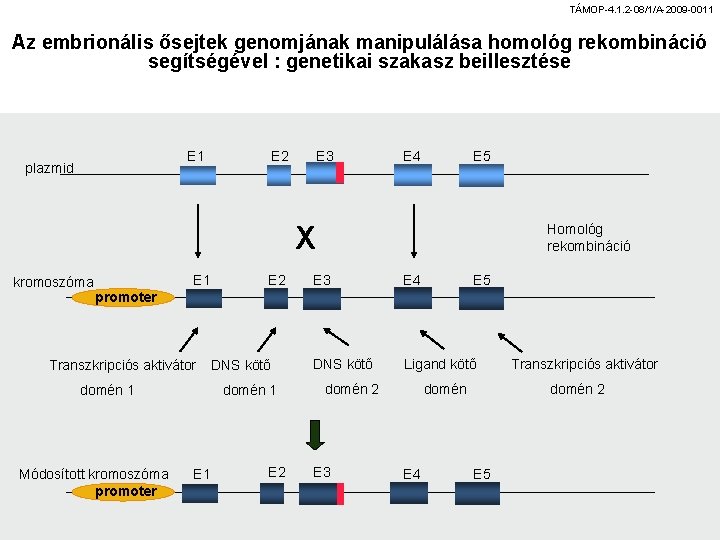 TÁMOP-4. 1. 2 -08/1/A-2009 -0011 Az embrionális ősejtek genomjának manipulálása homológ rekombináció segítségével :