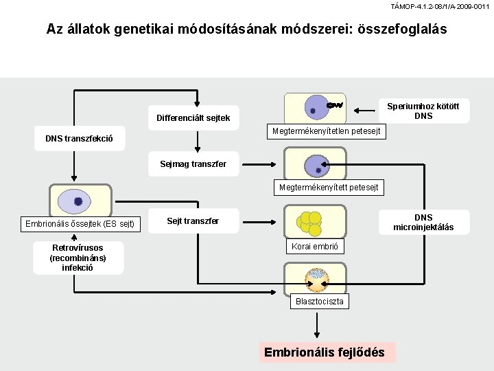 TÁMOP-4. 1. 2 -08/1/A-2009 -0011 Az állatok genetikai módosításának módszerei: összefoglalás Speriumhoz kötött DNS