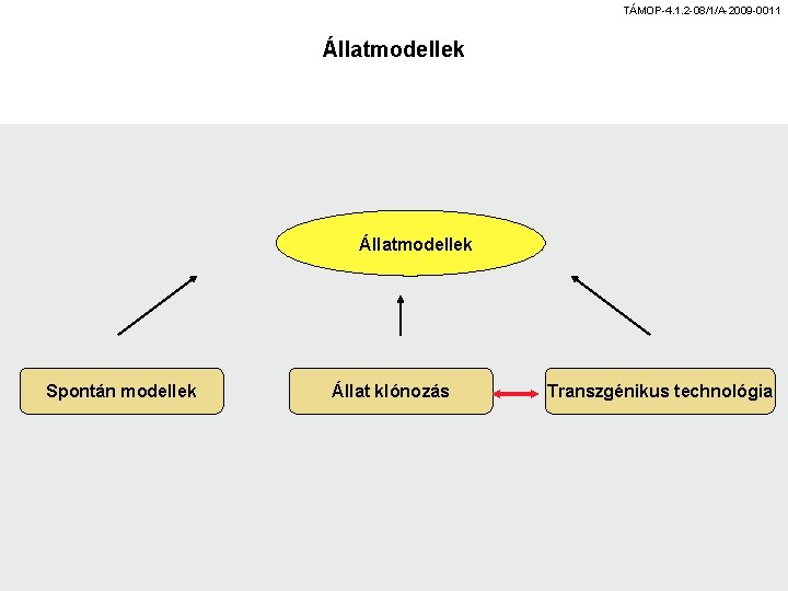 TÁMOP-4. 1. 2 -08/1/A-2009 -0011 Állatmodellek Spontán modellek Állat klónozás Transzgénikus technológia 
