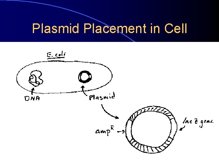 Plasmid Placement in Cell 