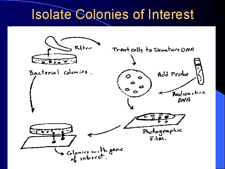 Isolate Colonies of Interest 