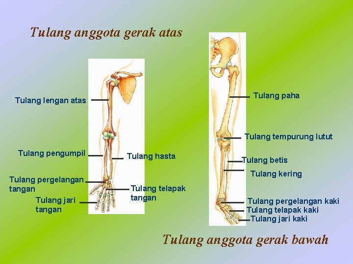 Tulang anggota gerak atas Tulang paha Tulang lengan atas Tulang tempurung lutut Tulang pengumpil
