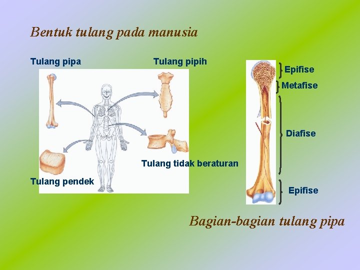 Bentuk tulang pada manusia Tulang pipih Epifise Metafise Diafise Tulang tidak beraturan Tulang pendek