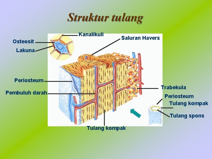 Struktur tulang Kanalikuli Osteosit Saluran Havers Lakuna Periosteum Trabekula Pembuluh darah Periosteum Tulang kompak