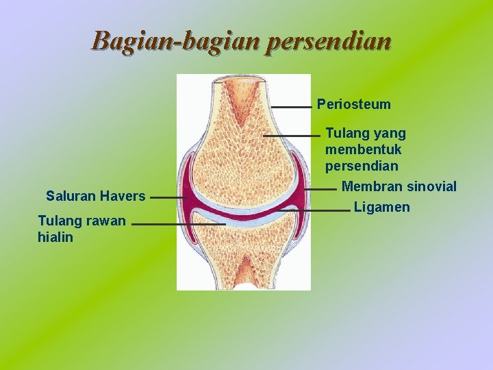 Bagian-bagian persendian Periosteum Saluran Havers Tulang rawan hialin Tulang yang membentuk persendian Membran sinovial