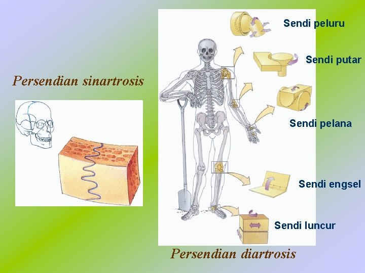 Sendi peluru Sendi putar Persendian sinartrosis Sendi pelana Sendi engsel Sendi luncur Persendian diartrosis