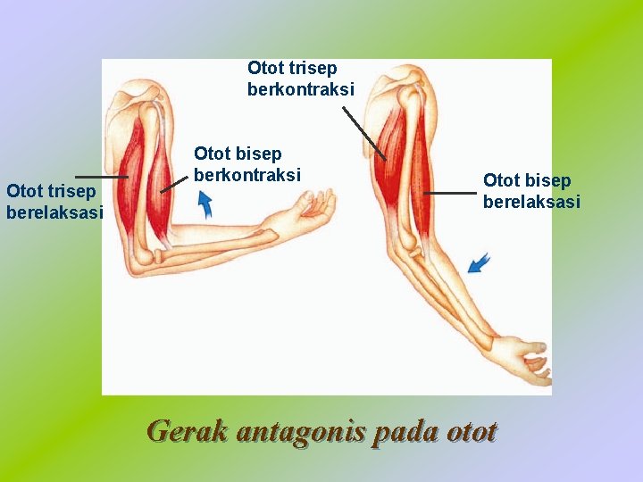 Otot trisep berkontraksi Otot trisep berelaksasi Otot bisep berkontraksi Otot bisep berelaksasi Gerak antagonis