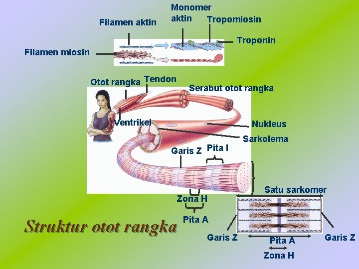 Filamen aktin Monomer aktin Tropomiosin Troponin Filamen miosin Otot rangka Tendon Serabut otot rangka