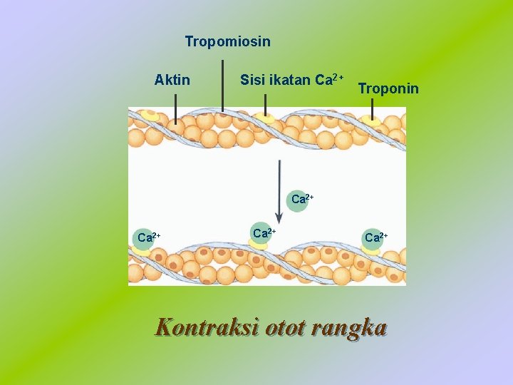 Tropomiosin Aktin Sisi ikatan Ca 2+ Troponin Ca 2+ Kontraksi otot rangka 