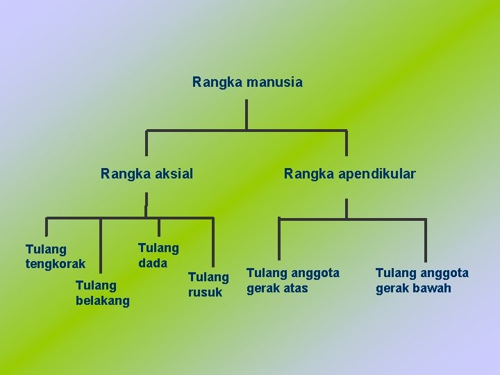 Rangka manusia Rangka aksial Tulang tengkorak Tulang belakang Tulang dada Tulang rusuk Rangka apendikular