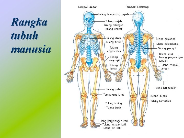 Rangka tubuh manusia 