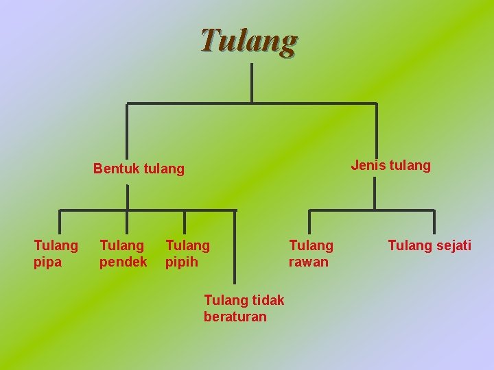 Tulang Jenis tulang Bentuk tulang Tulang pipa Tulang pendek Tulang pipih Tulang tidak beraturan