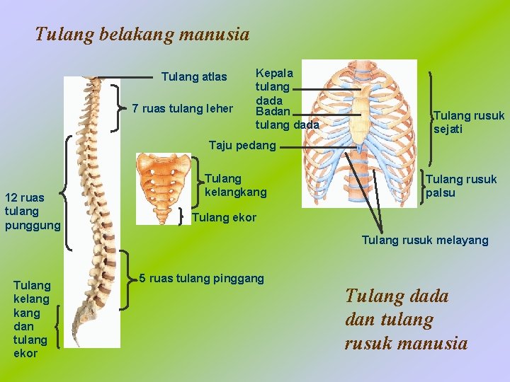 Tulang belakang manusia Tulang atlas 7 ruas tulang leher Kepala tulang dada Badan tulang