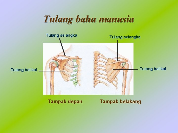 Tulang bahu manusia Tulang selangka Tulang belikat Tampak depan Tampak belakang 