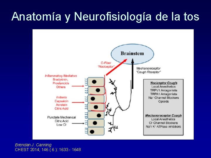 Anatomía y Neurofisiología de la tos Brendan J. Canning CHEST 2014; 146 ( 6