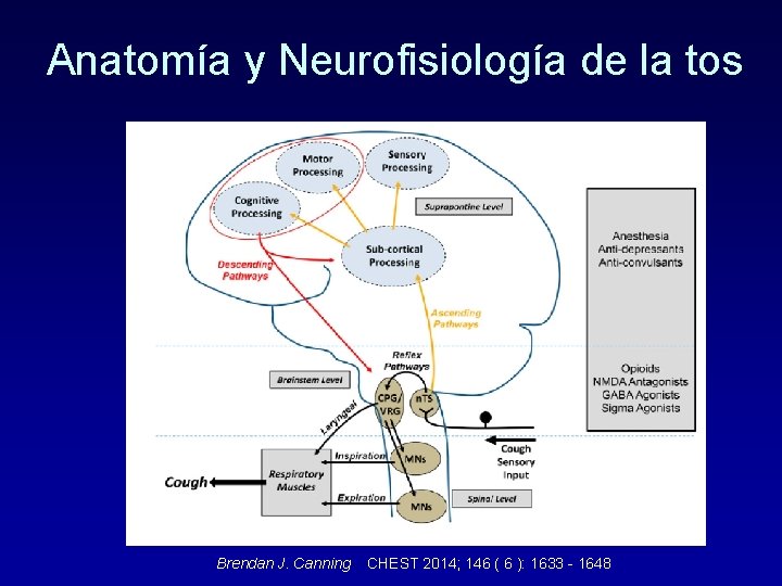 Anatomía y Neurofisiología de la tos Brendan J. Canning CHEST 2014; 146 ( 6