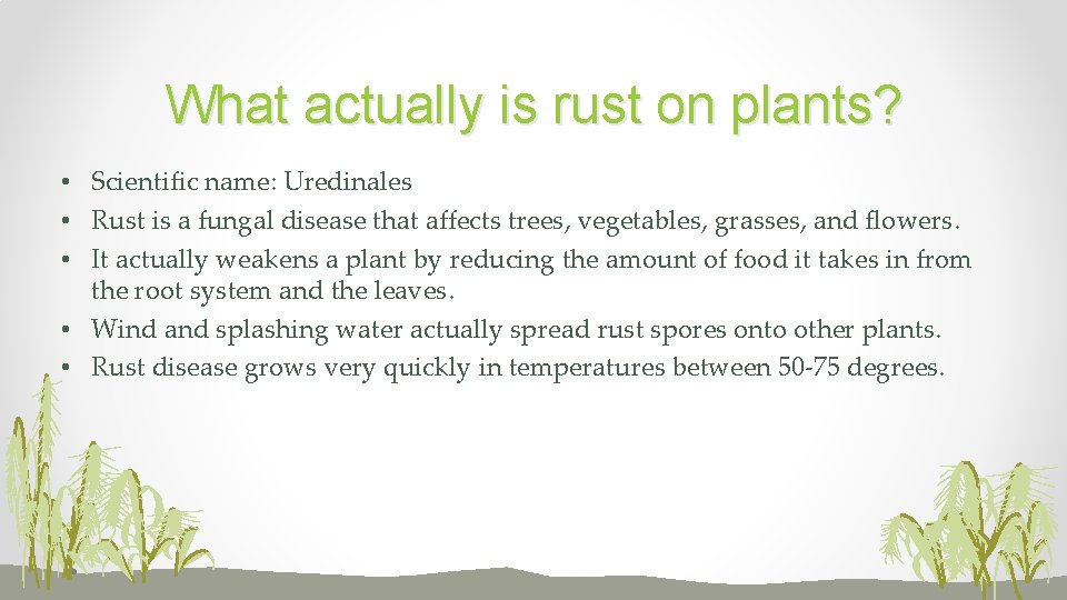What actually is rust on plants? • Scientific name: Uredinales • Rust is a