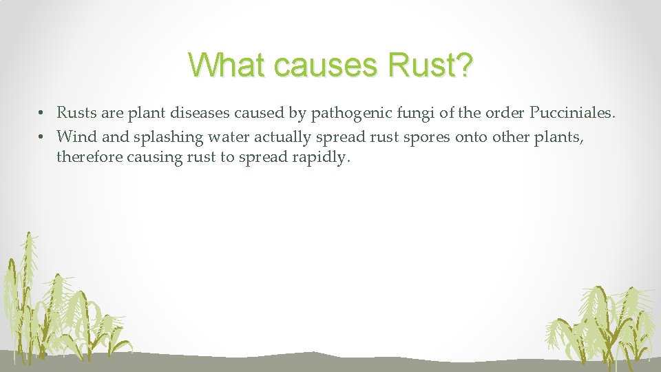 What causes Rust? • Rusts are plant diseases caused by pathogenic fungi of the