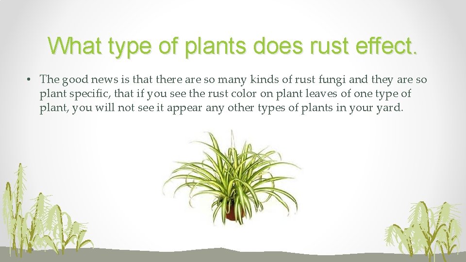 What type of plants does rust effect. • The good news is that there